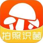 菌窝子