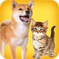 人狗猫交流器官方正版