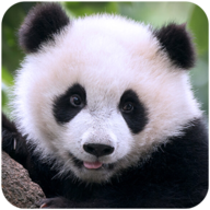 冰墩墩模拟器(ThePanda)官方版