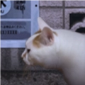 翌日猫之怪奇谭游戏无广告版